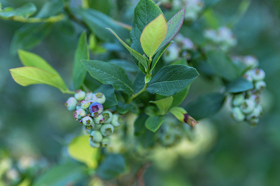 Blueberry Bush Photograph by Amelia Pearn