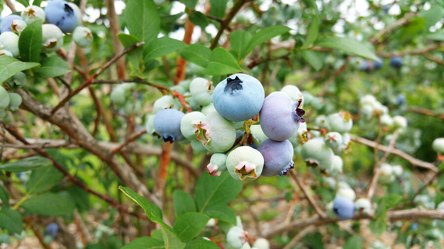 Blueberry #1 Photograph by Darren45
