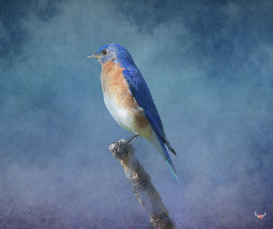 Bluebird of Happiness #1 Photograph by Pam Rendall