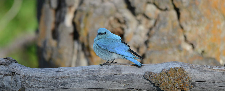 Bluebird On A Limb Photograph