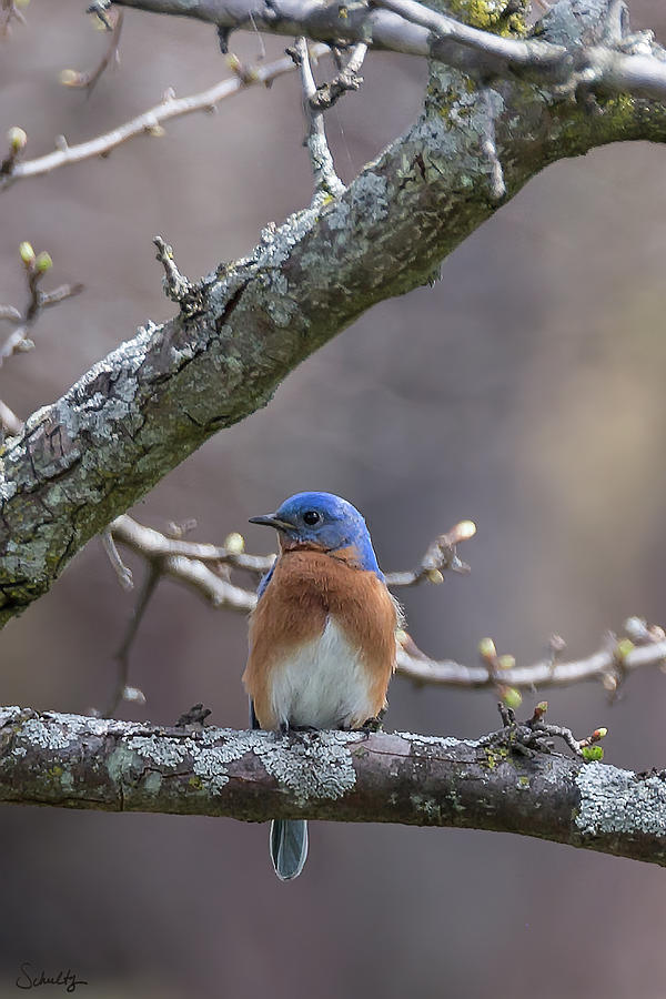 Bluebird #1 Photograph by Paul Schultz