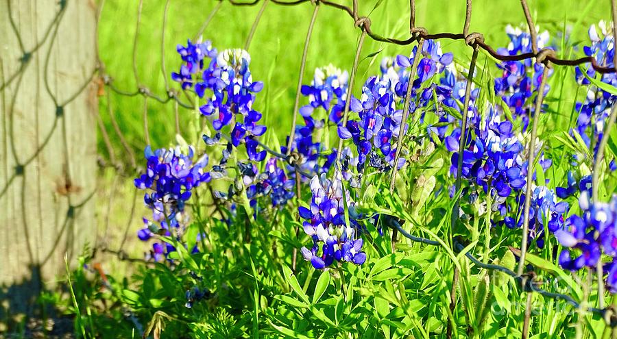 Bluebonnets #1 Photograph by Amy Cole - Fine Art America