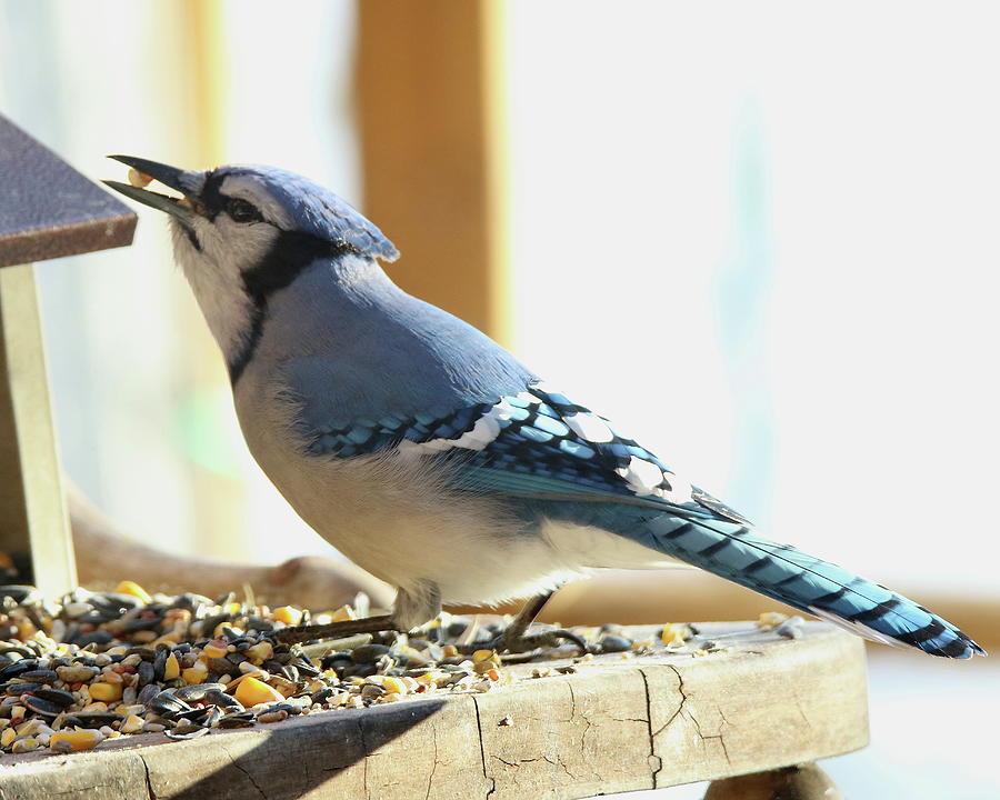 BlueJay #1 Photograph by Arvin Miner