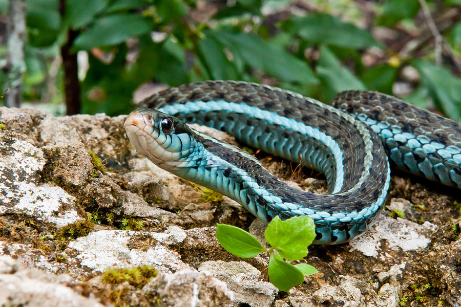 Bluestripe Garter Snake #1 Photograph by JasonOndreicka
