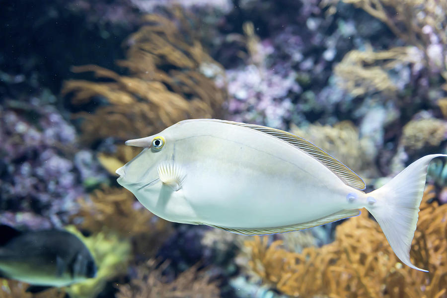 Blurry photo of bluespine unicornfish or short-nose unicornfish ...