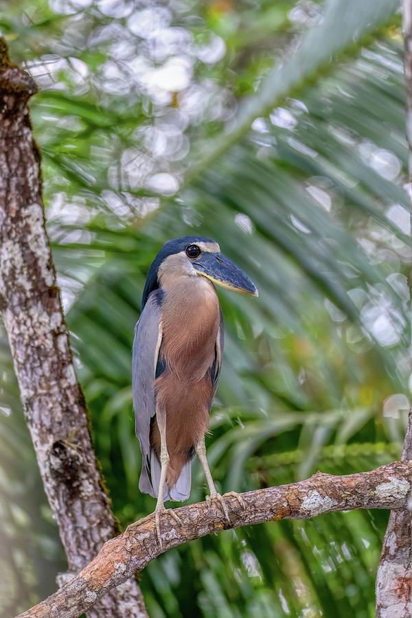 Boat-billed heron, Cochlearius cochlearius, river Tarcoles, Cos ...