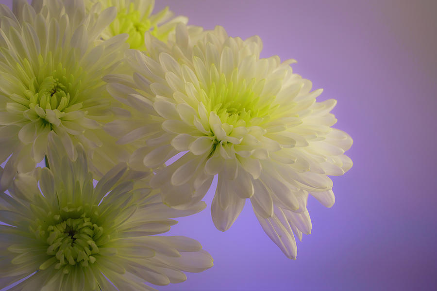 White and Green Chrysanthemums 4 Photograph by Lindsay Thomson