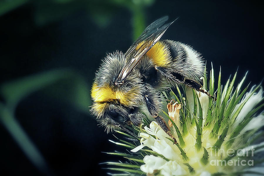 Wildlife Photograph - Bombus lucorum White-Tailed Bumblebee Insect #1 by Frank Ramspott