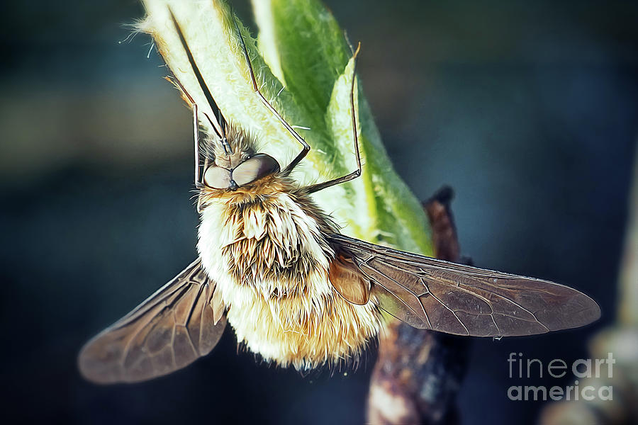 Wildlife Photograph - Bombylius major Large Bee-Fly Insect #1 by Frank Ramspott