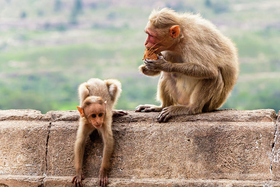 Bonnet macaques - mother and child #1 Photograph by SAURAVphoto Online Store