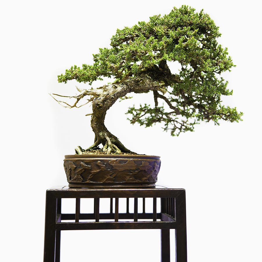 Bonsai tree on table #1 Photograph by Shalom Ormsby Images Inc
