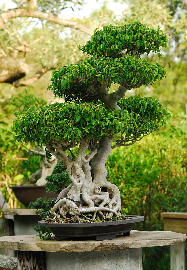 Bonsai Tree #1 Photograph by Thepalmer