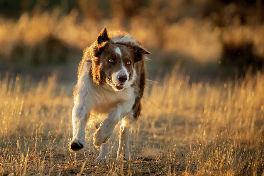 Border Collie #1 Photograph by Diana Andersen