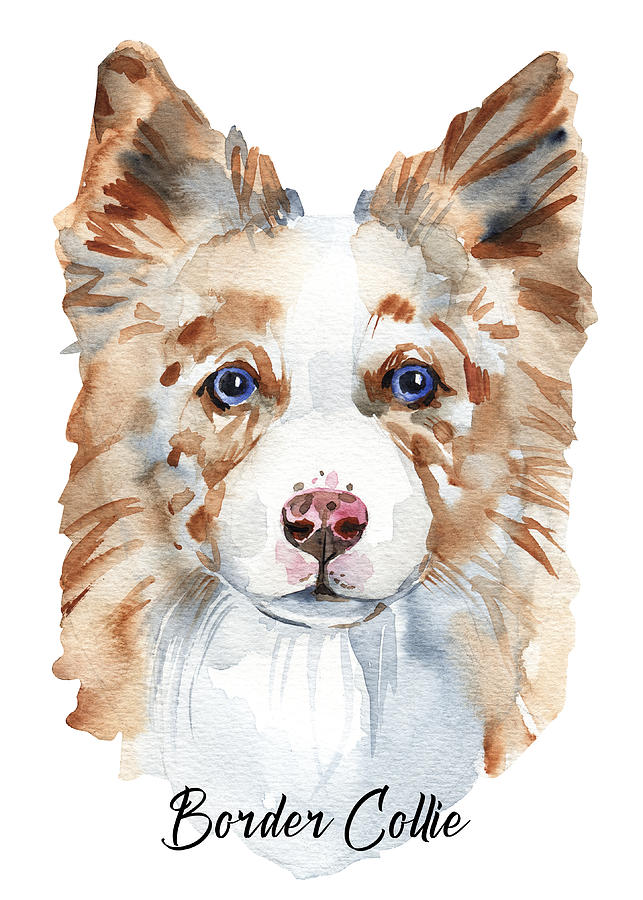 Border Collie Dog Breeds #1 Digital Art by Sambel Pedes