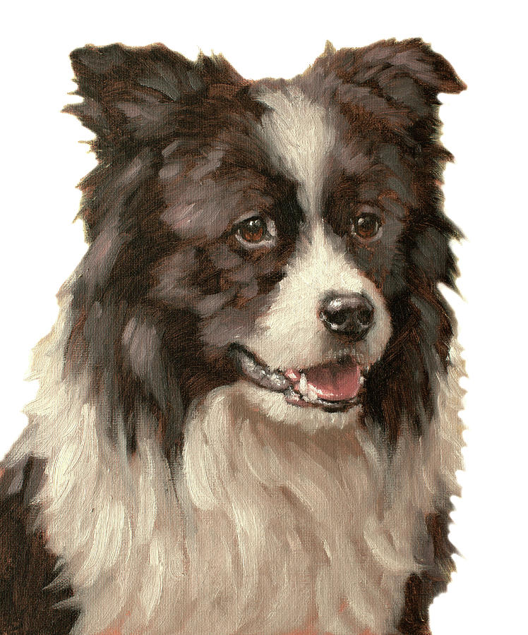 Border Collie head study #1 Painting by John Silver