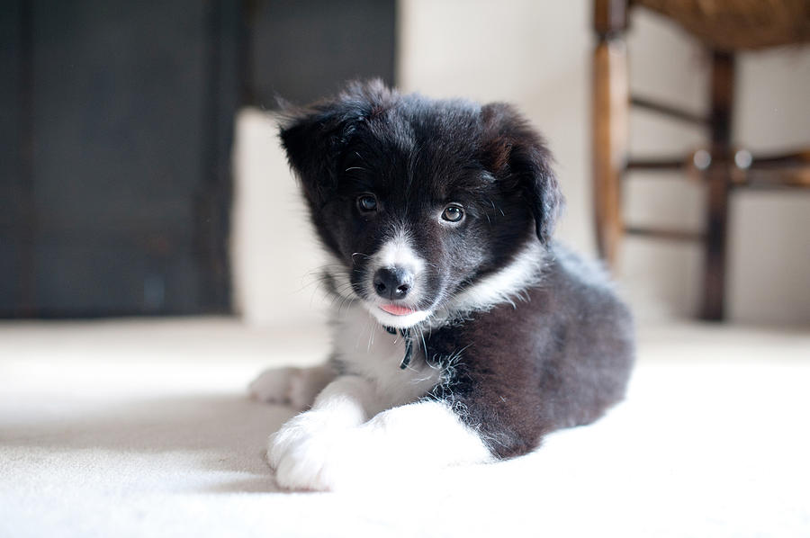 Border Collie Puppy #1 Photograph by Images by Christina Kilgour