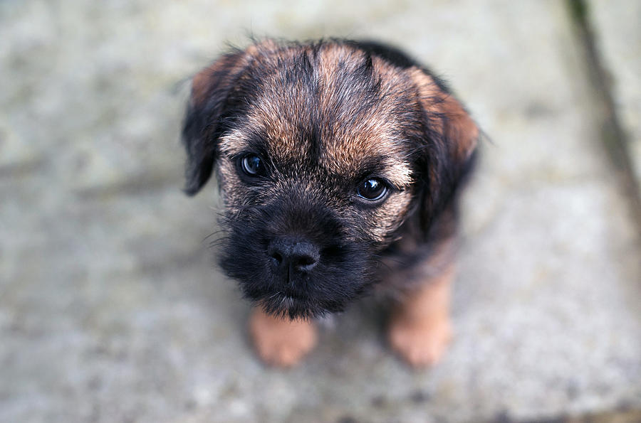 Border Terrier Puppy #1 Photograph by Images by Christina Kilgour
