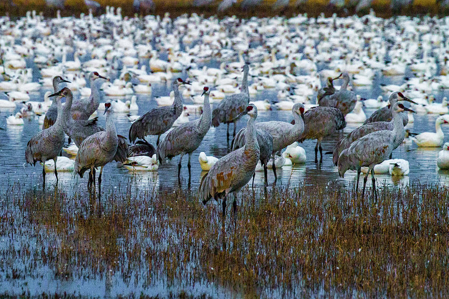 Bosque Cranes and Geese 48x32 Photograph by Randy Jackson