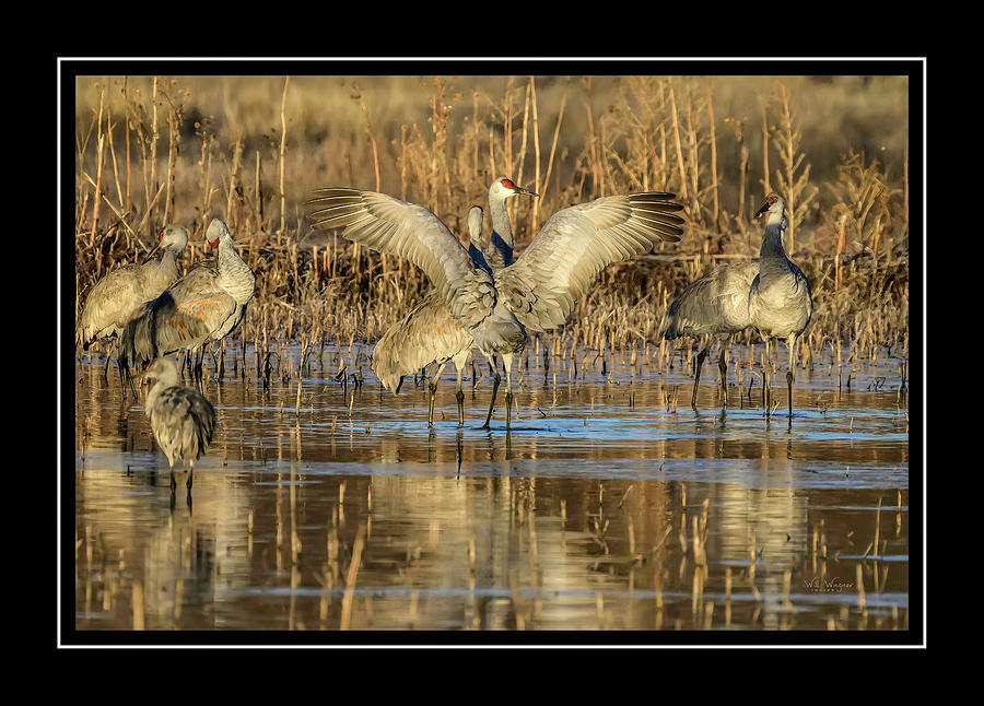 Bosque del Apache 01 #1 Photograph by Will Wagner