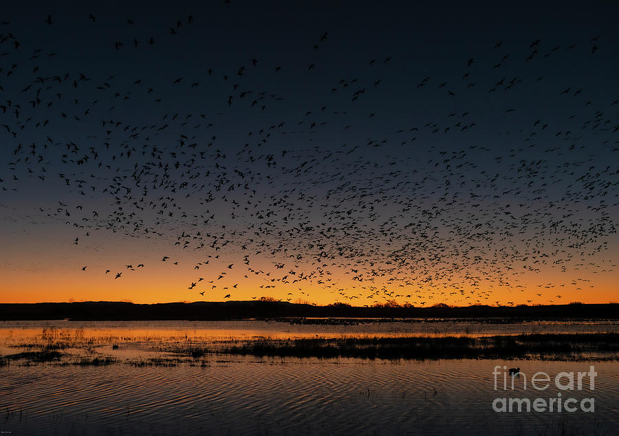 Bosque del Apache NWR 1 Photograph by Maresa PryorLuzier Fine Art