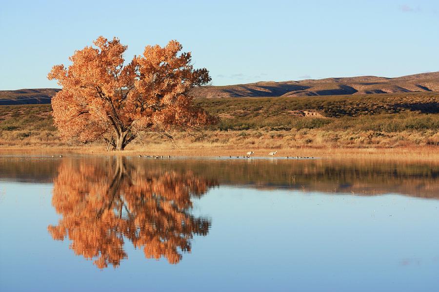 Bosque del Apache Refuge Photograph by Miguel Martinez Fine Art America