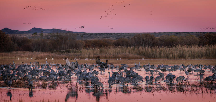 Bosque del Apache Sunset #2 Photograph by Wes and Dotty Weber