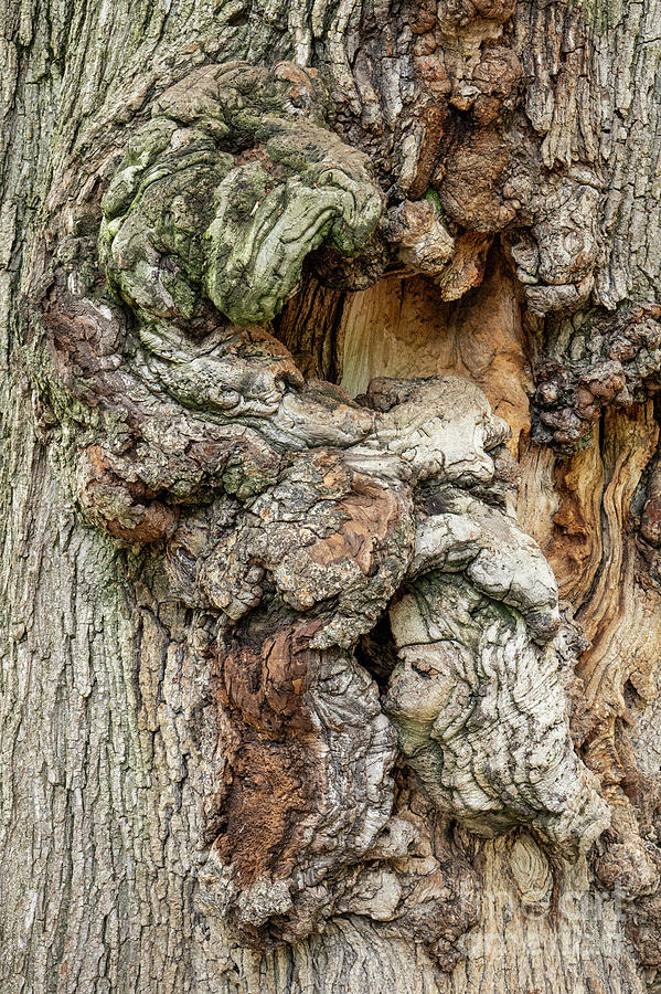 Boston Public Gardens Ash Tree Trunk #1 Photograph by Bob Phillips