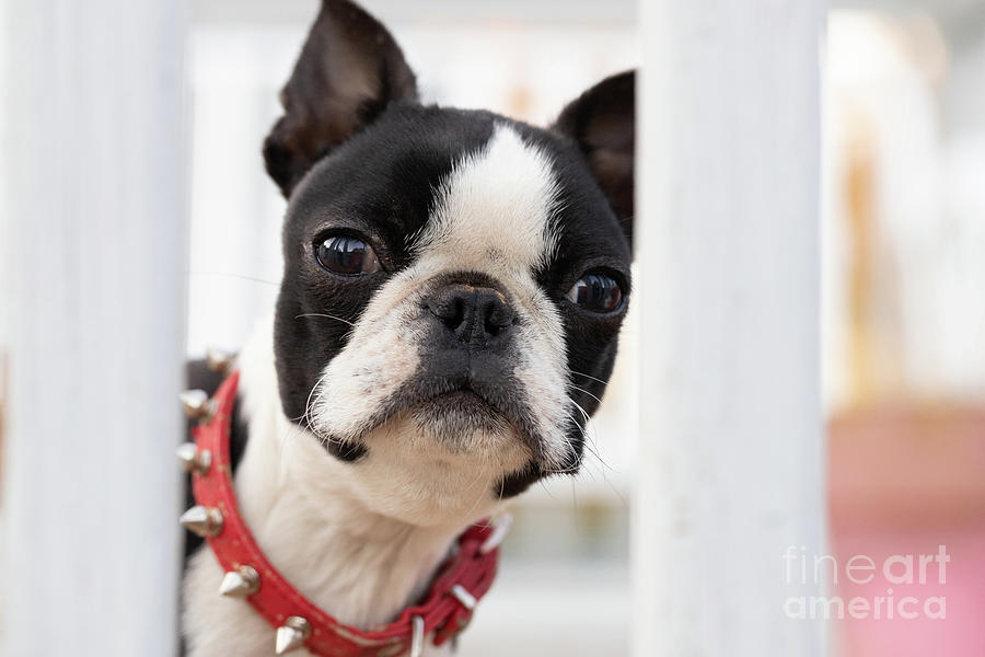 Boston Terrier Photograph by Jeannette Hunt