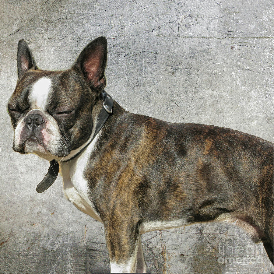 Boston terrier Photograph by Patricia Hofmeester