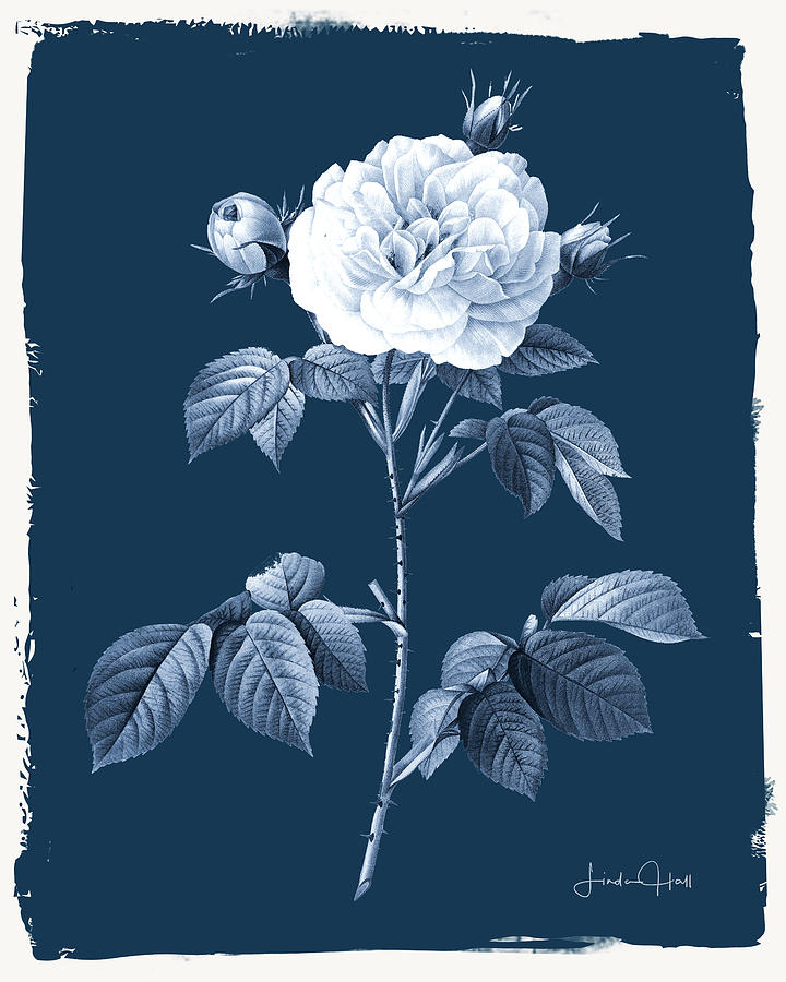 Flower Digital Art - Botanical Cyanotype Series No. Four #1 by Linda Lee Hall