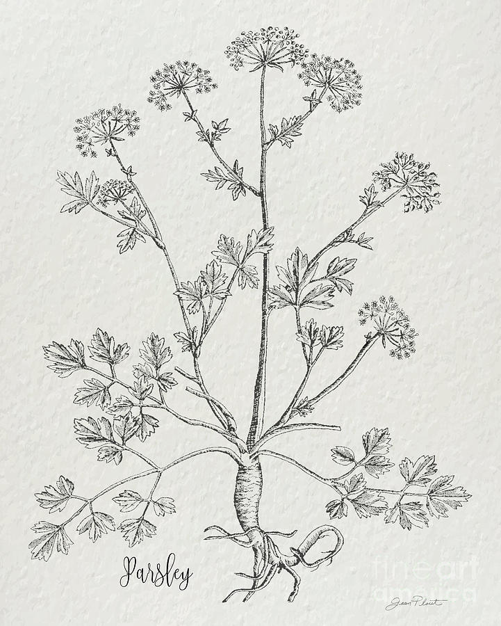 Botanical Studies on Paper A1 #1 Digital Art by Jean Plout