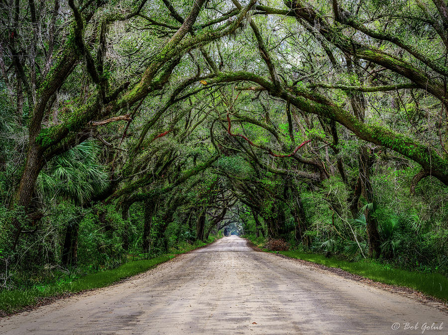 Botany Bay Road Photograph by Robert Golub - Pixels