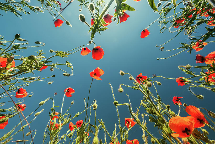 Bottom view of red poppies and blue sky #1 Photograph by Mikhail Kokhanchikov