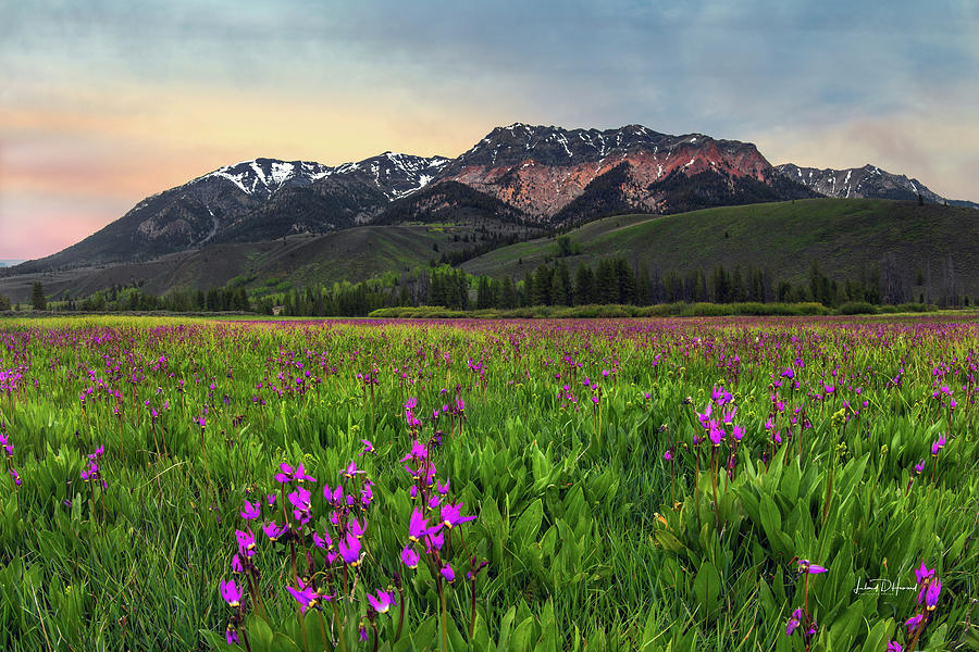 Boulder Mountain Spring #1 Photograph by Leland D Howard