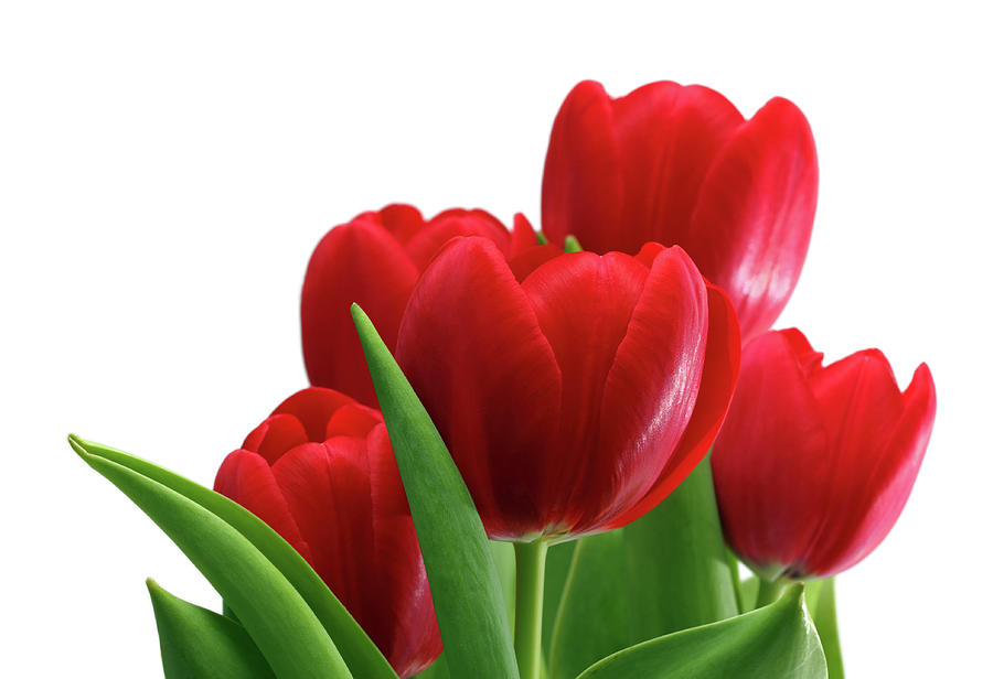 Bouquet Of Red Tulips Close-up #1 Photograph by Mikhail Kokhanchikov