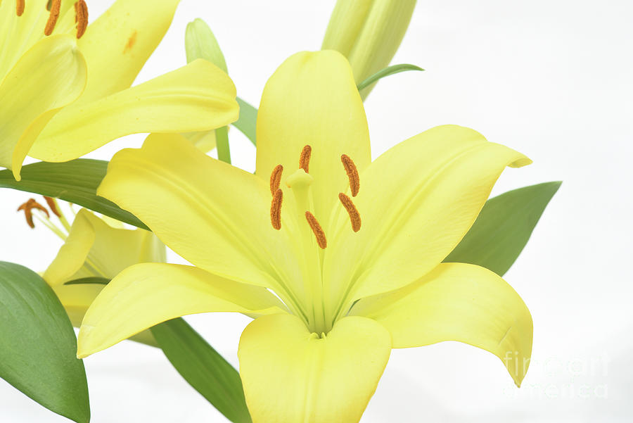 Flowers Still Life Photograph - Bouquet Of Yellow Asiatic Lilies #1 by David Rankin