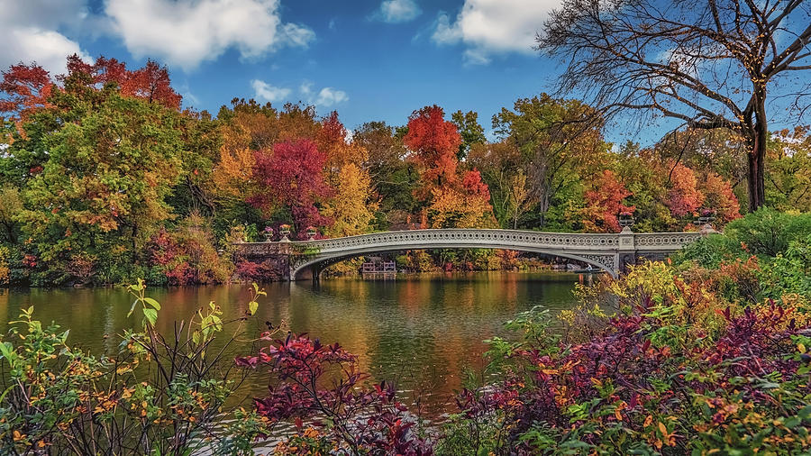 Tree Photograph - Bow Bridge in Central Park by PB Photography