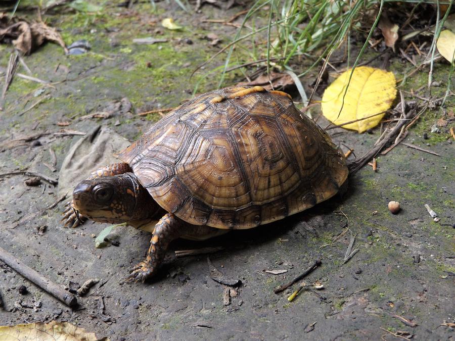 Box Turtle Photograph by Ethan Gaskill - Fine Art America