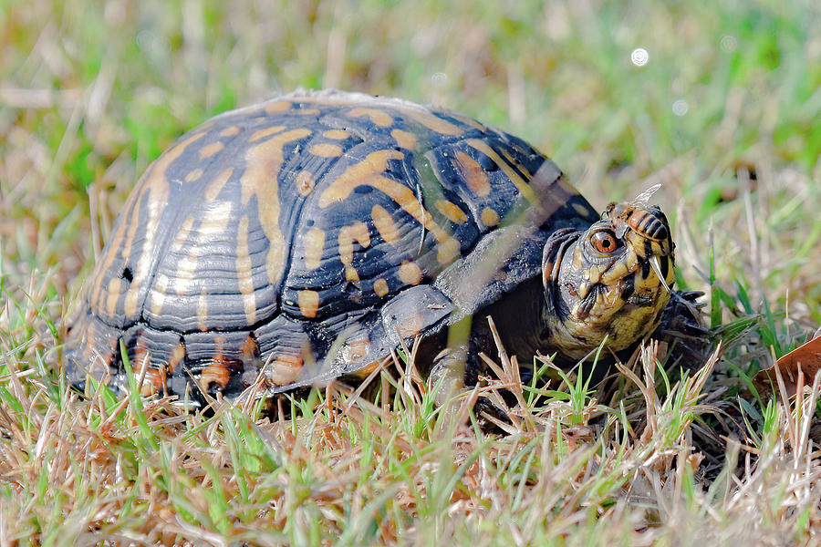 Box turtle Photograph by Wade Okahashi - Fine Art America