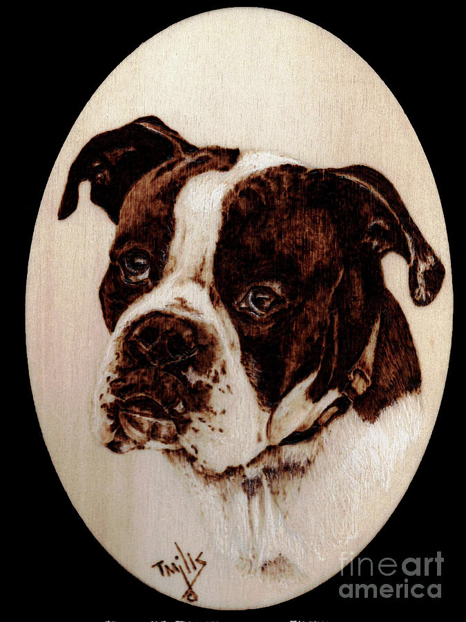 Boxer Dog #1 Pyrography by Terri Mills