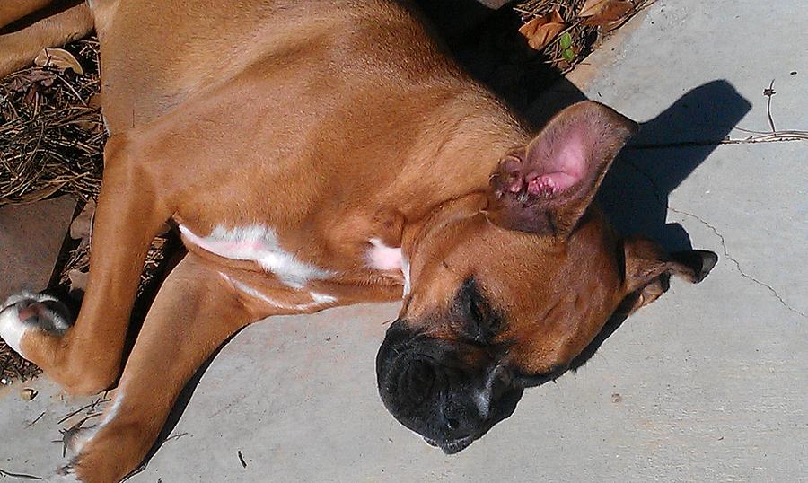 Boxer Nap #1 Photograph by Kenny Glover