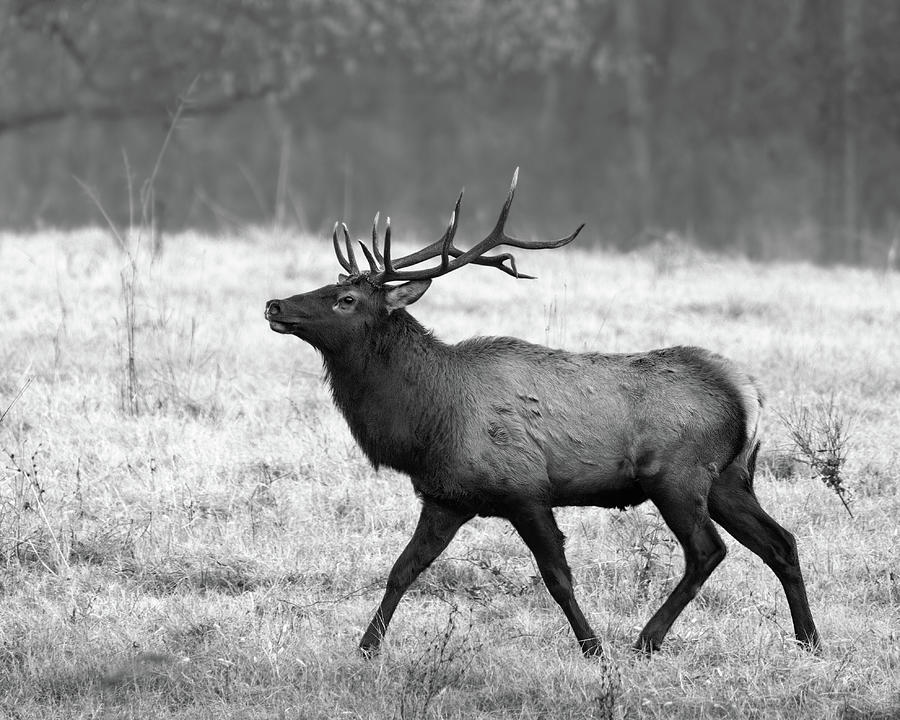 Boxley Valley Bull Elk #1 Photograph by James Barber