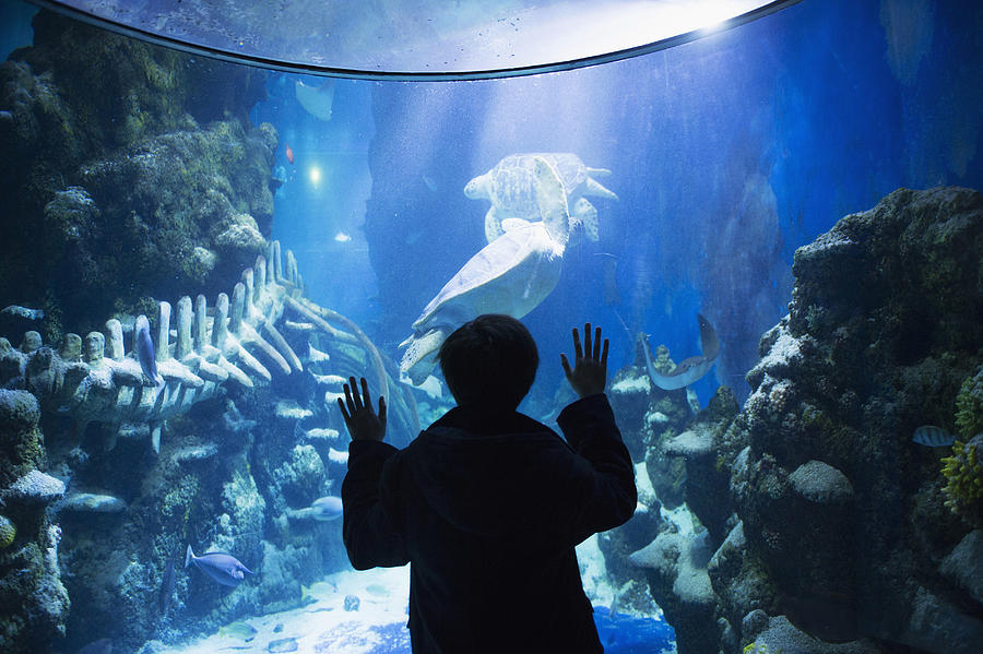 Boy admiring sea life in aquarium #1 Photograph by Kaori Ando