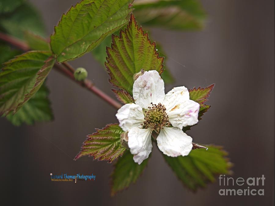 Boysenberry Blossom #1 Photograph by Richard Thomas