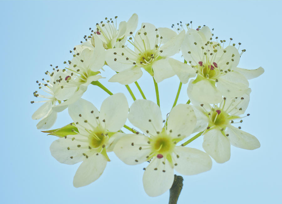 Bradford Pear Blossoms Photograph