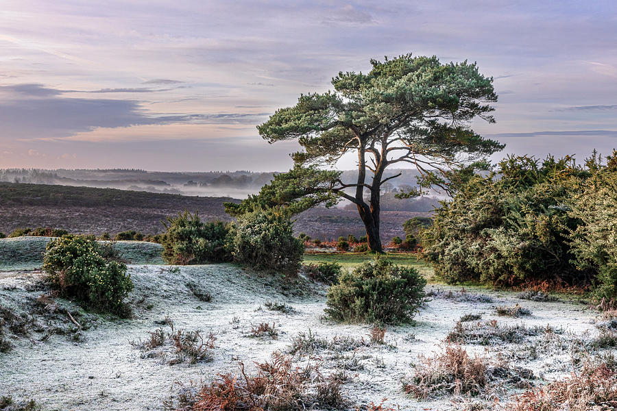 Bratley View - New Forest - England #1 Photograph by Joana Kruse