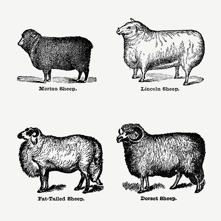 Breeds of Sheep - Vintage Farm Illustration - The Open Door to ...