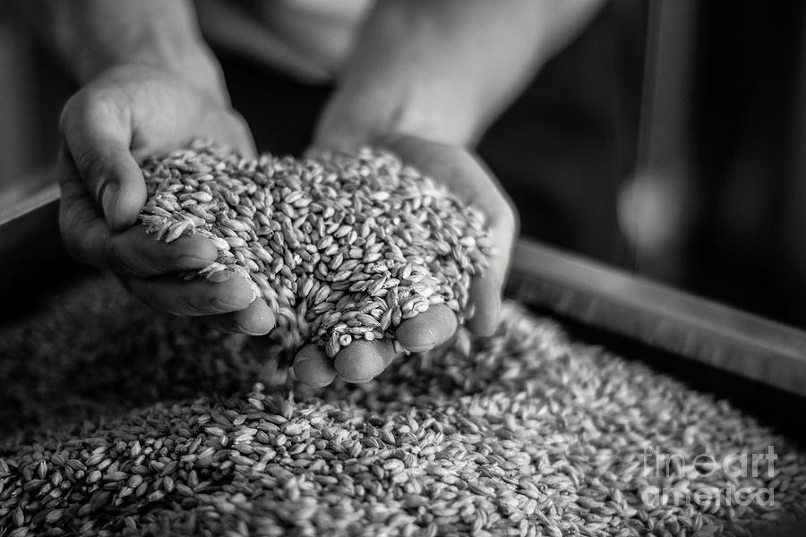 Brewer Handling Barley Malt Cereal In Black And White Close-up #1 Photograph by JM Travel Photography