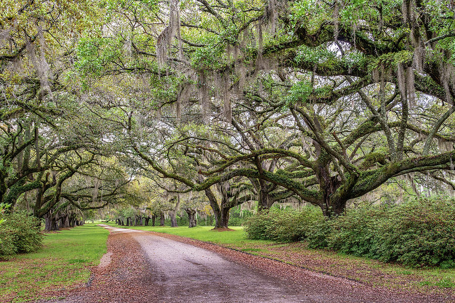 Brewton Plantation Avenue of Oaks, Yemasse, South Carolina #1 Photograph by Dawna Moore Photography