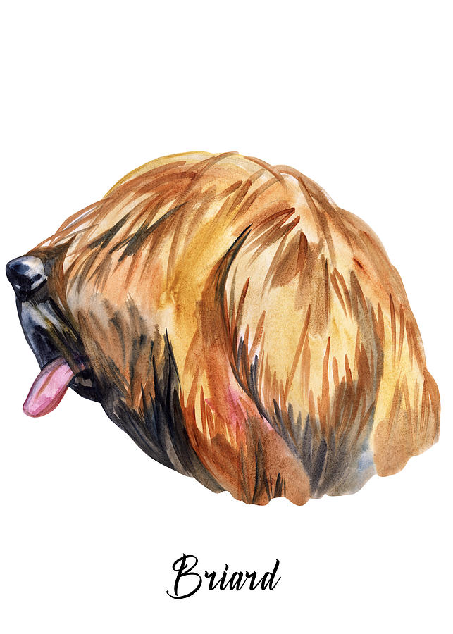 Briard Dog Breeds #1 Digital Art by Sambel Pedes
